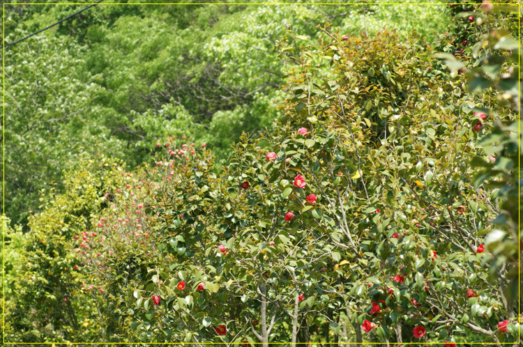 어린왕자의들꽃사랑마을은하별