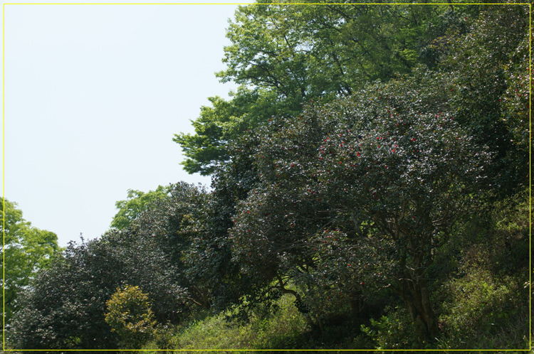 어린왕자의들꽃사랑마을은하별