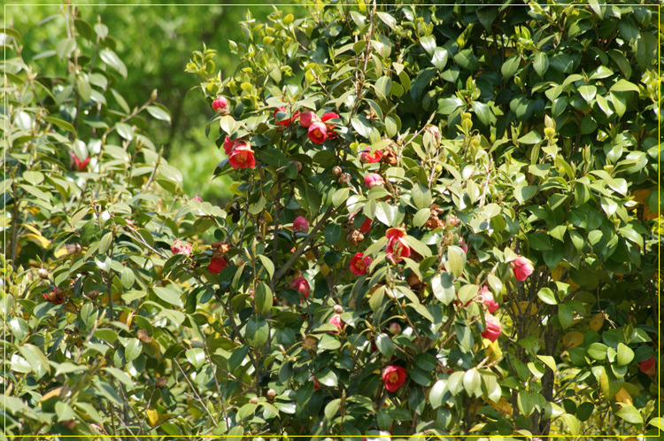 어린왕자의들꽃사랑마을은하별
